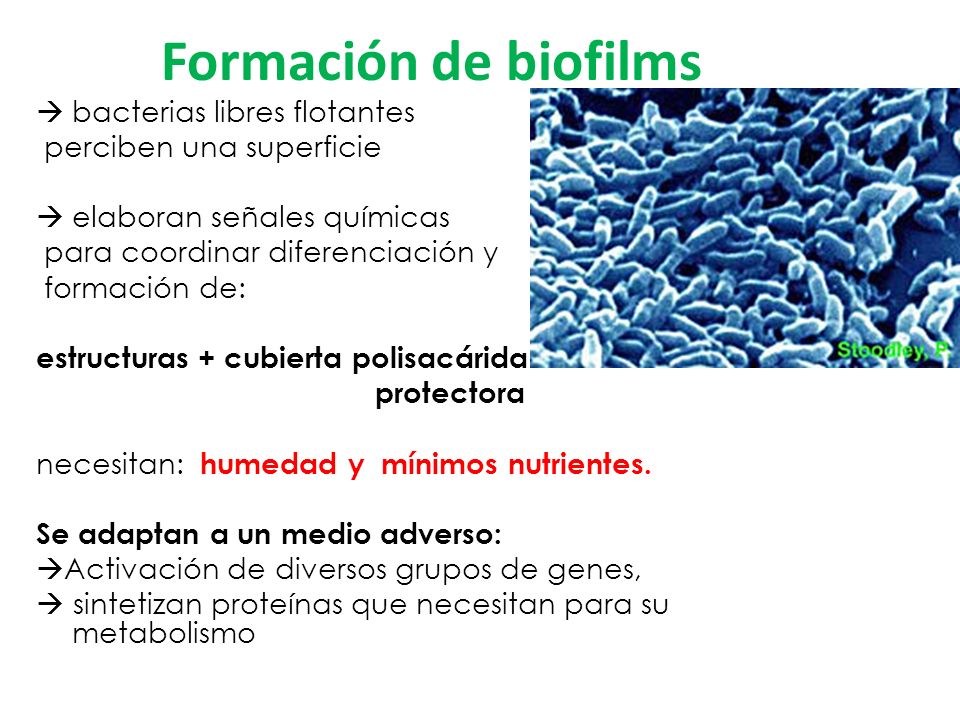 Formación de biofilms bacterias libres flotantes