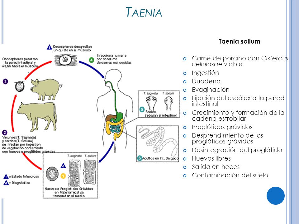 Taenia Taenia solium Carne de porcino con Cistercus cellulosae viable