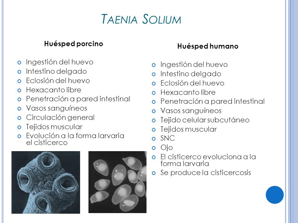 Taenia Solium Huésped porcino Huésped humano Ingestión del huevo