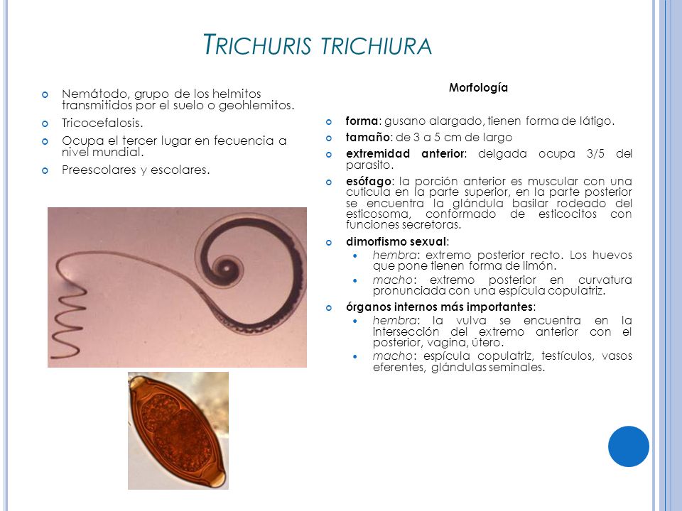 Trichuris trichiura Morfología. forma: gusano alargado, tienen forma de látigo. tamaño: de 3 a 5 cm de largo.
