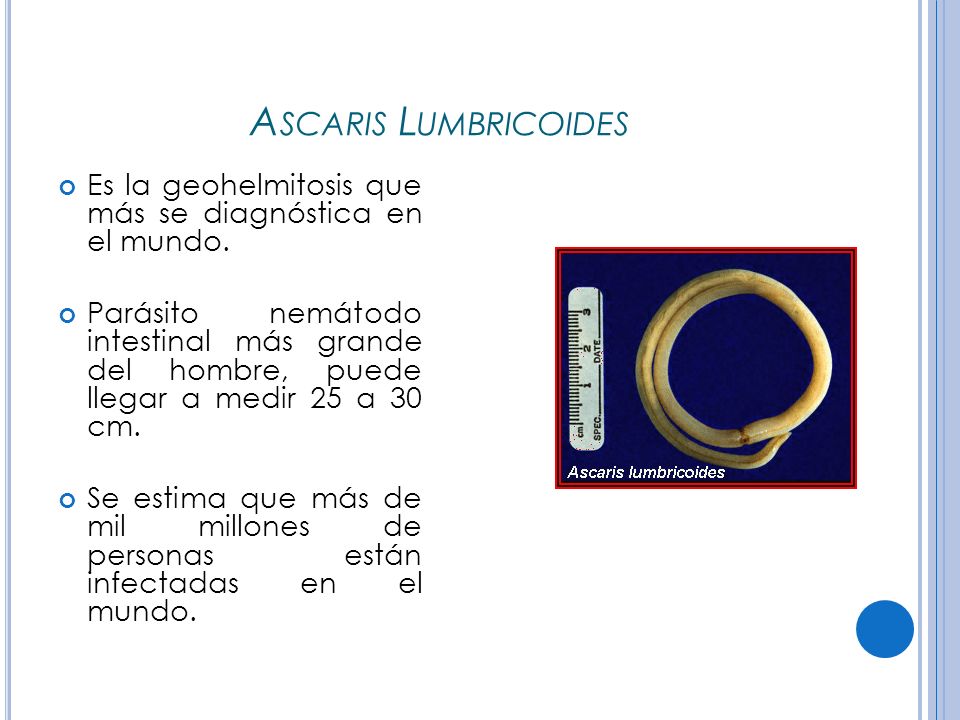 Ascaris Lumbricoides Es la geohelmitosis que más se diagnóstica en el mundo.