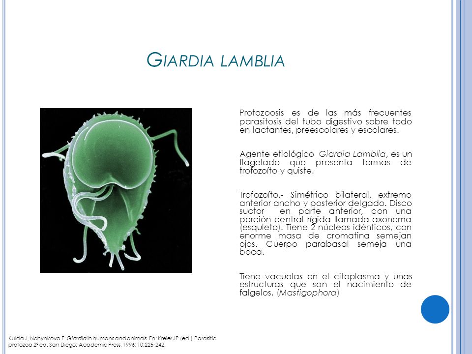 Giardiasis tünetei és kezelése - HáziPatika