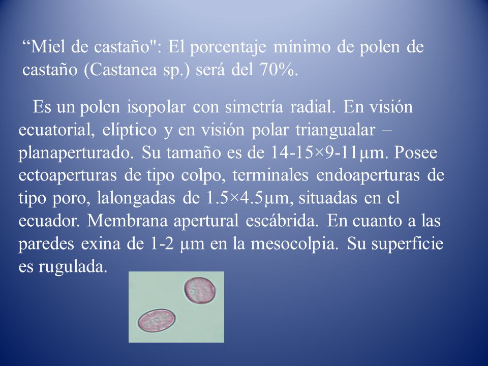 Miel de castaño : El porcentaje mínimo de polen de castaño (Castanea sp.) será del 70%.
