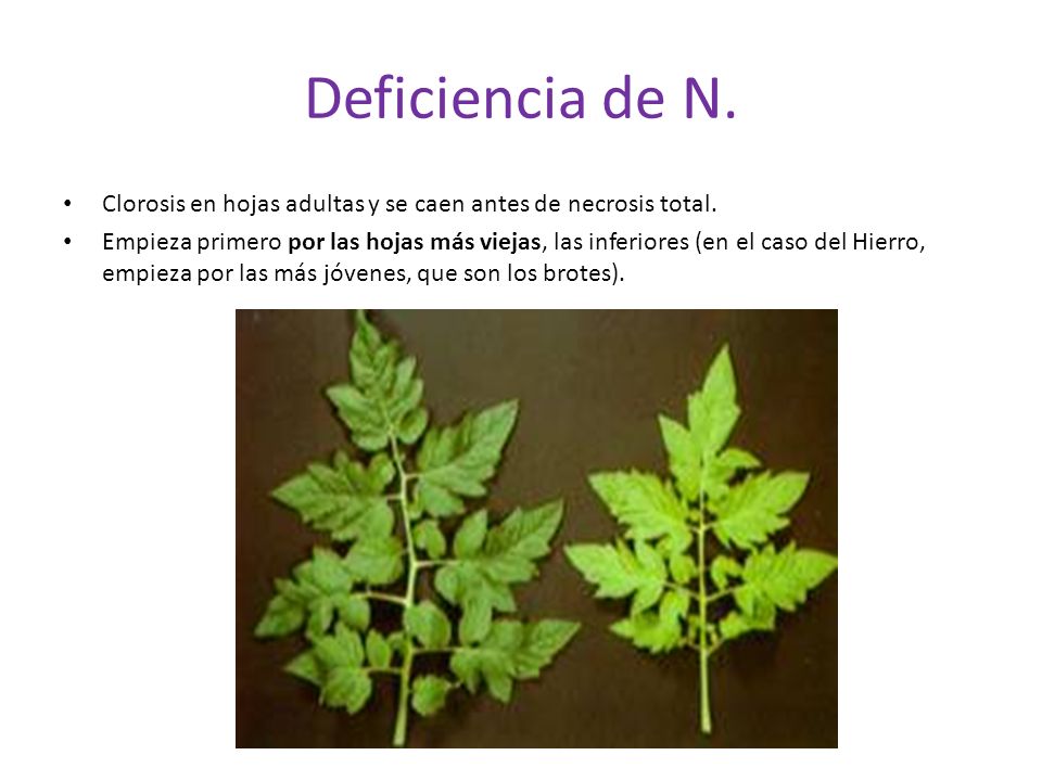 Deficiencia de N. Clorosis en hojas adultas y se caen antes de necrosis total.