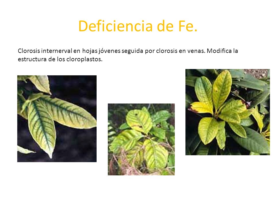 Deficiencia de Fe. Clorosis internerval en hojas jóvenes seguida por clorosis en venas.