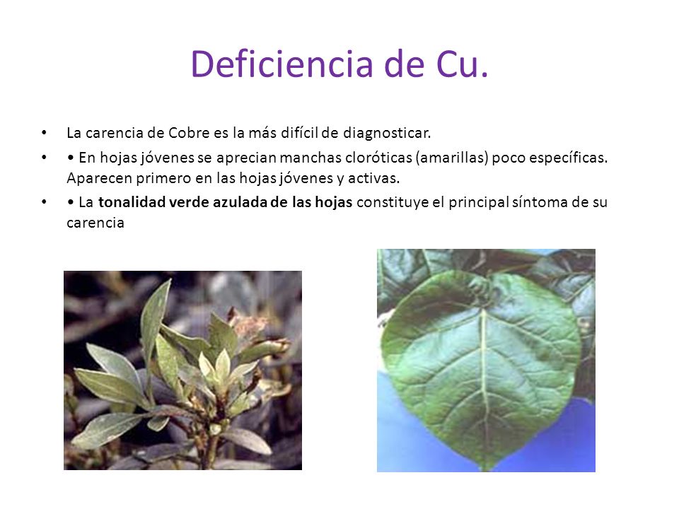 Deficiencia de Cu. La carencia de Cobre es la más difícil de diagnosticar.