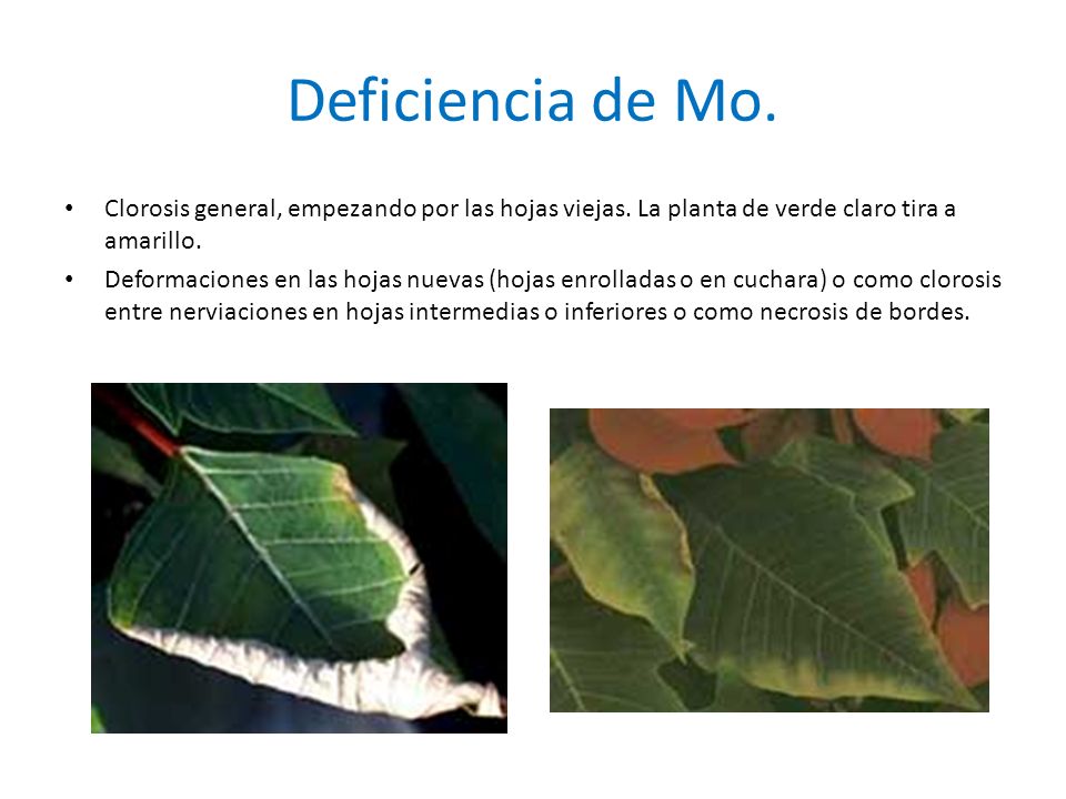 Deficiencia de Mo. Clorosis general, empezando por las hojas viejas. La planta de verde claro tira a amarillo.