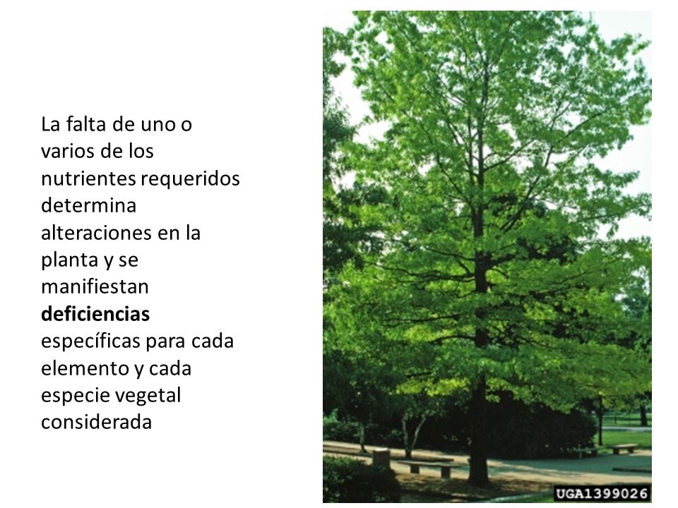 La falta de uno o varios de los nutrientes requeridos determina alteraciones en la planta y se manifiestan deficiencias específicas para cada elemento y cada especie vegetal considerada