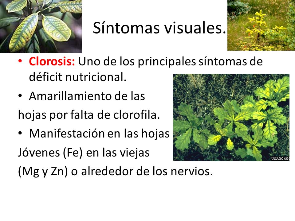 Síntomas visuales. Clorosis: Uno de los principales síntomas de déficit nutricional. Amarillamiento de las.
