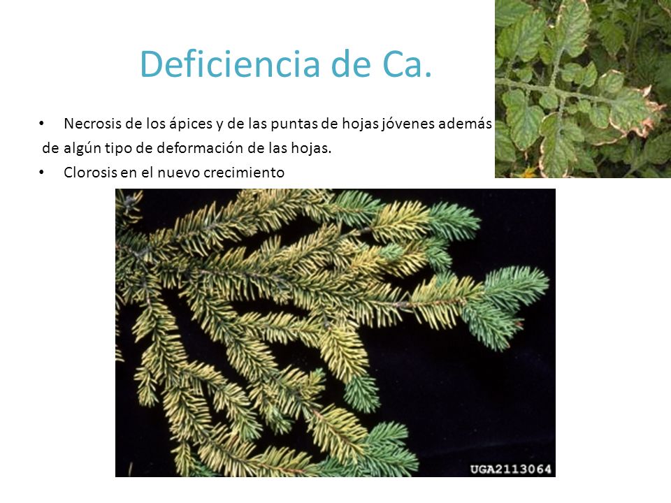 Deficiencia de Ca. Necrosis de los ápices y de las puntas de hojas jóvenes además. de algún tipo de deformación de las hojas.