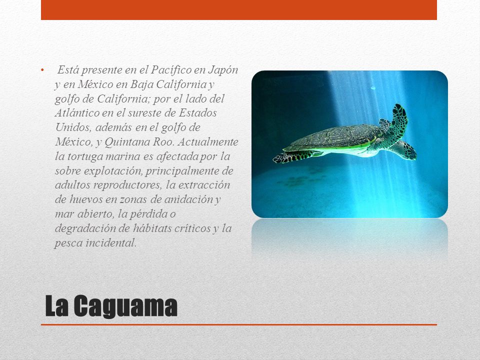 Está presente en el Pacífico en Japón y en México en Baja California y golfo de California; por el lado del Atlántico en el sureste de Estados Unidos, además en el golfo de México, y Quintana Roo. Actualmente la tortuga marina es afectada por la sobre explotación, principalmente de adultos reproductores, la extracción de huevos en zonas de anidación y mar abierto, la pérdida o degradación de hábitats críticos y la pesca incidental.