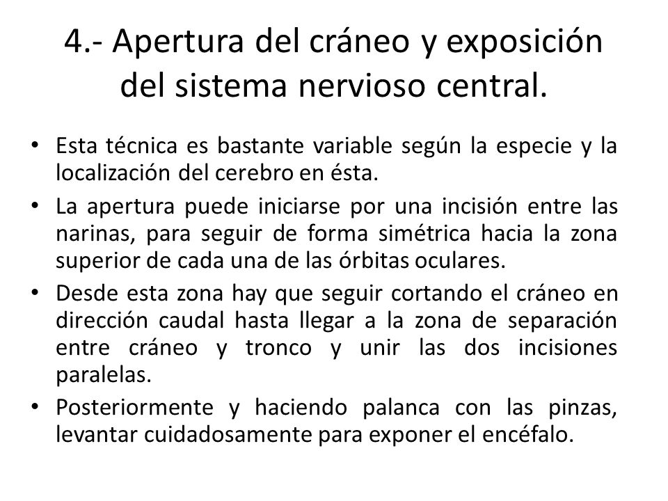4.- Apertura del cráneo y exposición del sistema nervioso central.