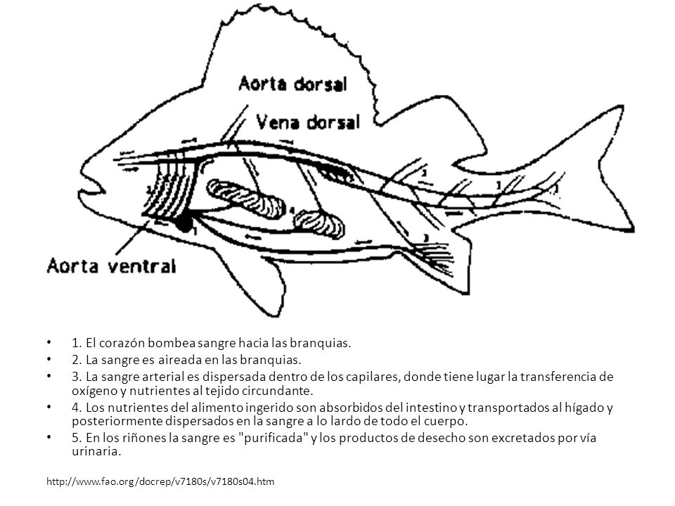 1. El corazón bombea sangre hacia las branquias.
