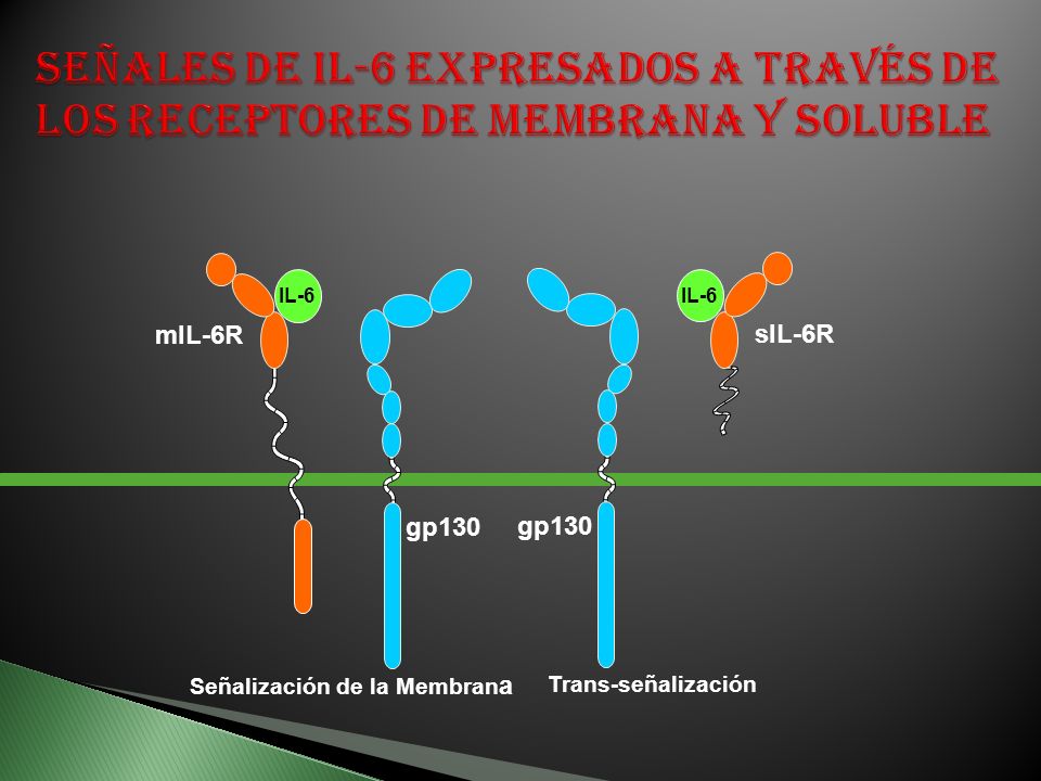 Señales de IL-6 expresados a través de los receptores de membrana y soluble