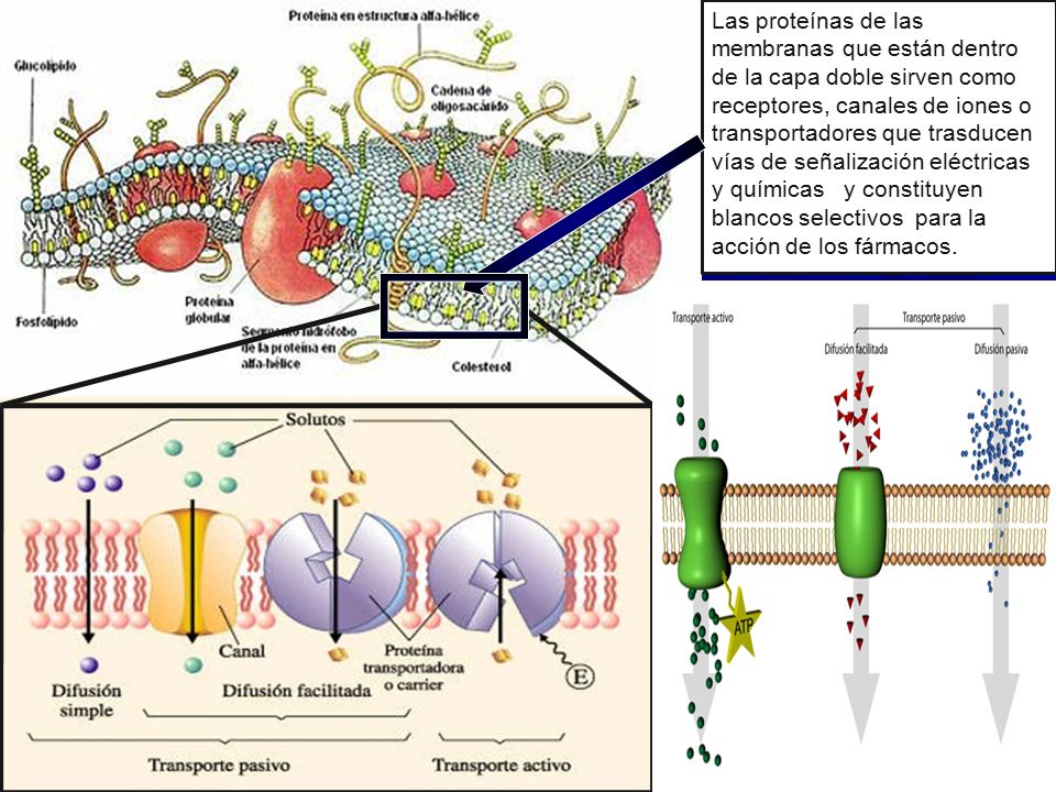 Las proteínas de las membranas que están dentro de la capa doble sirven como receptores, canales de iones o transportadores que trasducen vías de señalización eléctricas y químicas y constituyen blancos selectivos para la acción de los fármacos.