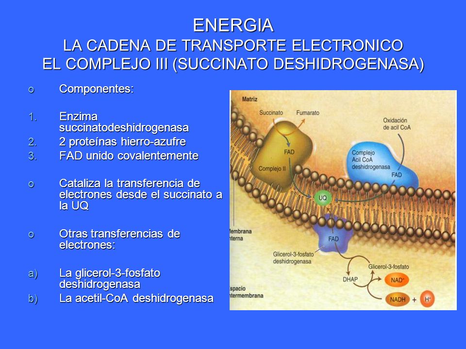 ENERGIA LA CADENA DE TRANSPORTE ELECTRONICO EL COMPLEJO III (SUCCINATO DESHIDROGENASA)