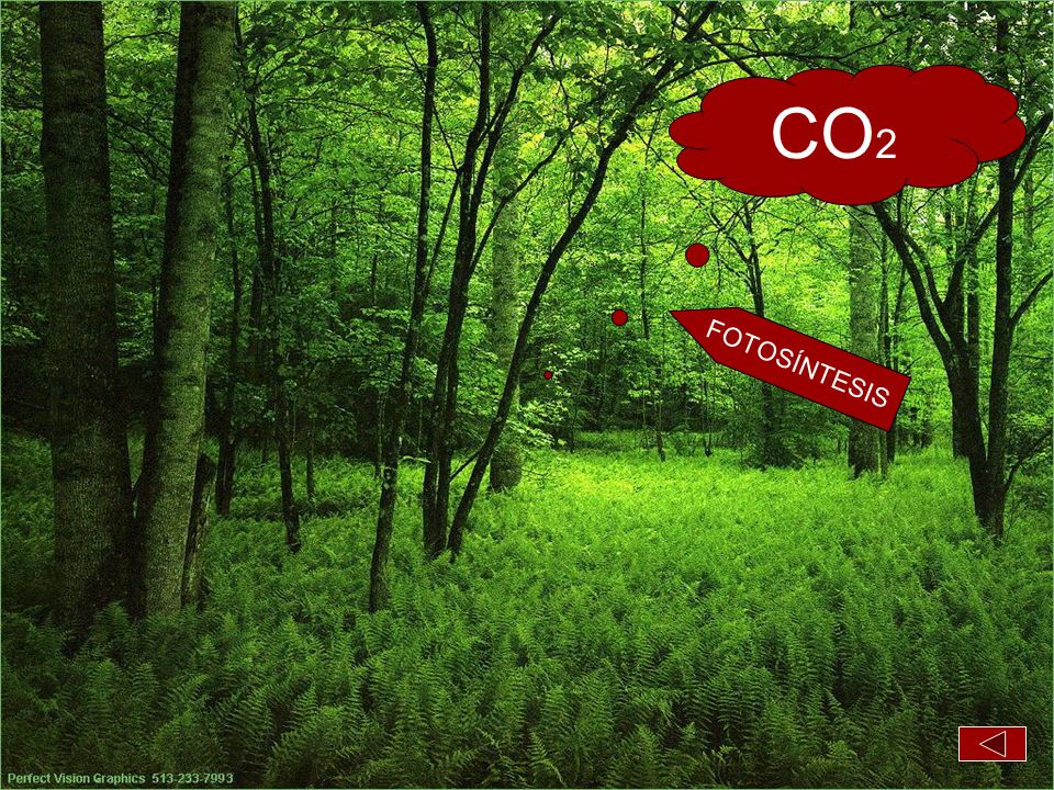 CO2 FOTOSÍNTESIS Bosque puta madre con nubes