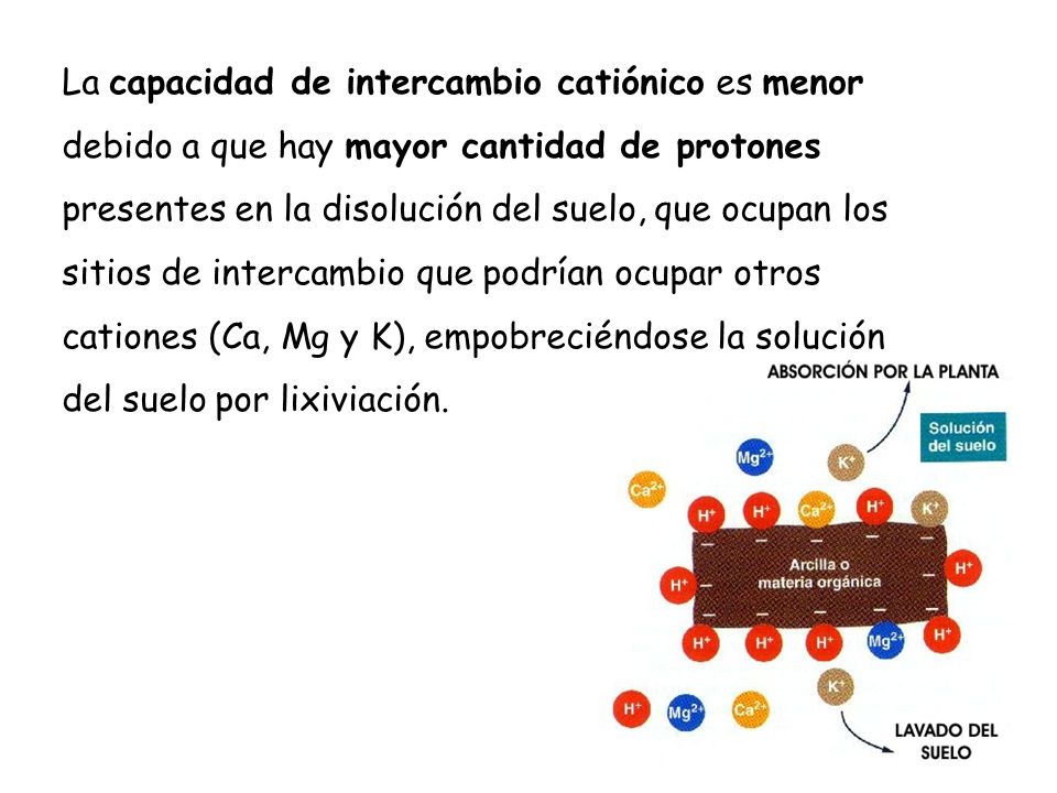 La capacidad de intercambio catiónico es menor debido a que hay mayor cantidad de protones presentes en la disolución del suelo, que ocupan los sitios de intercambio que podrían ocupar otros cationes (Ca, Mg y K), empobreciéndose la solución del suelo por lixiviación.