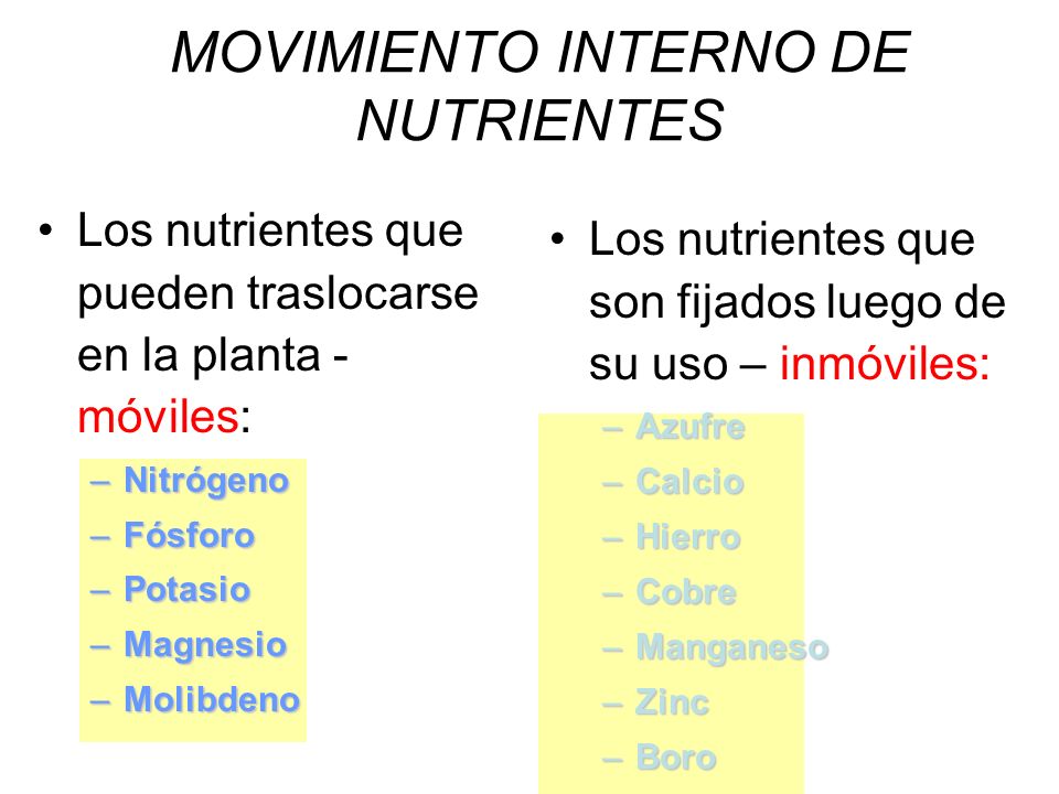 MOVIMIENTO INTERNO DE NUTRIENTES