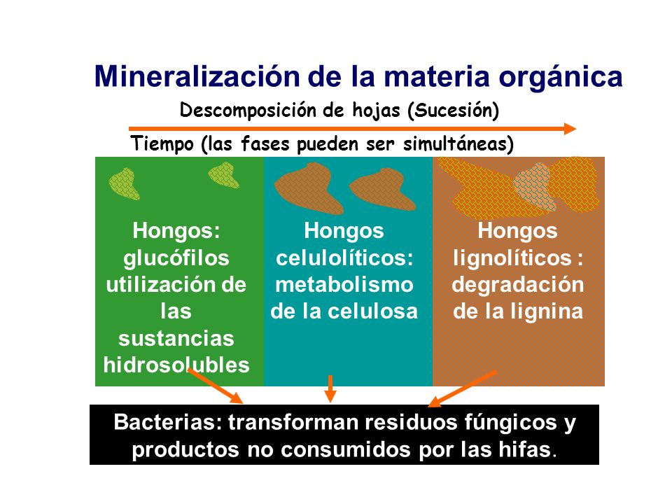 Mineralización de la materia orgánica