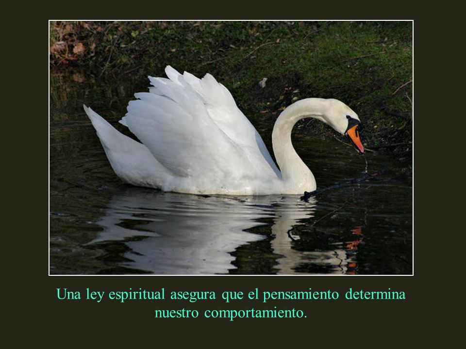 Una ley espiritual asegura que el pensamiento determina nuestro comportamiento.