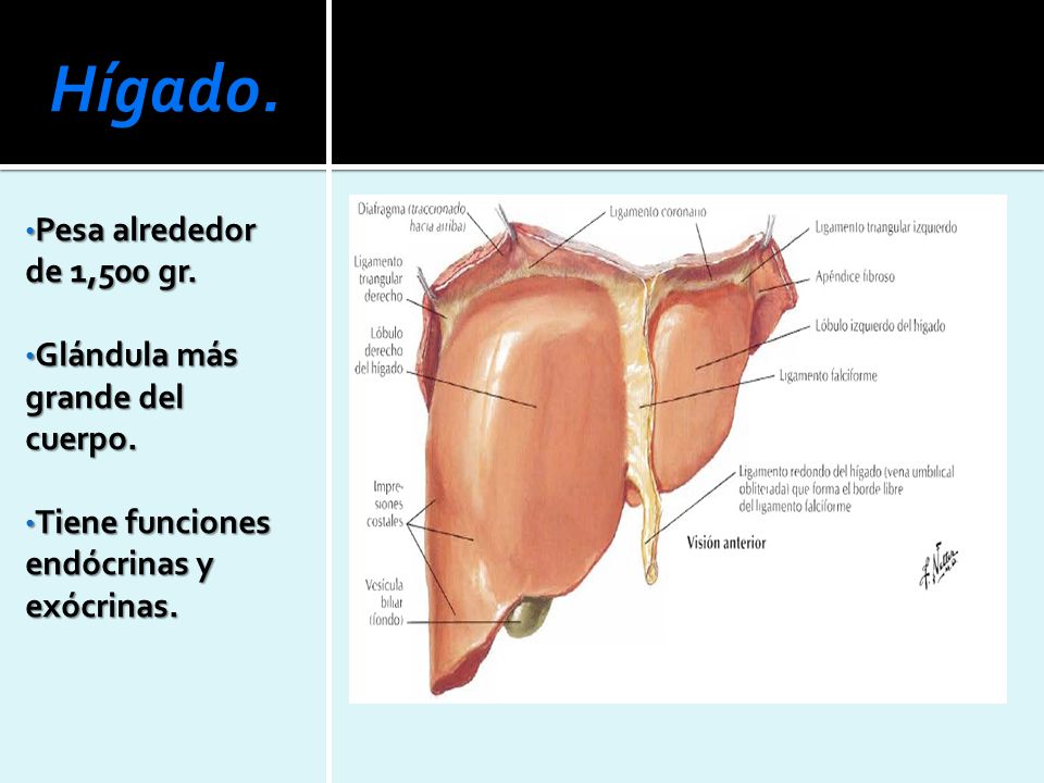 Hígado. Pesa alrededor de 1,500 gr. Glándula más grande del cuerpo.