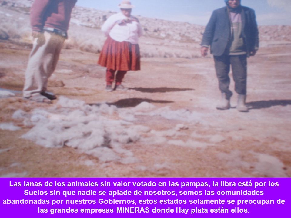 Las lanas de los animales sin valor votado en las pampas, la libra está por los