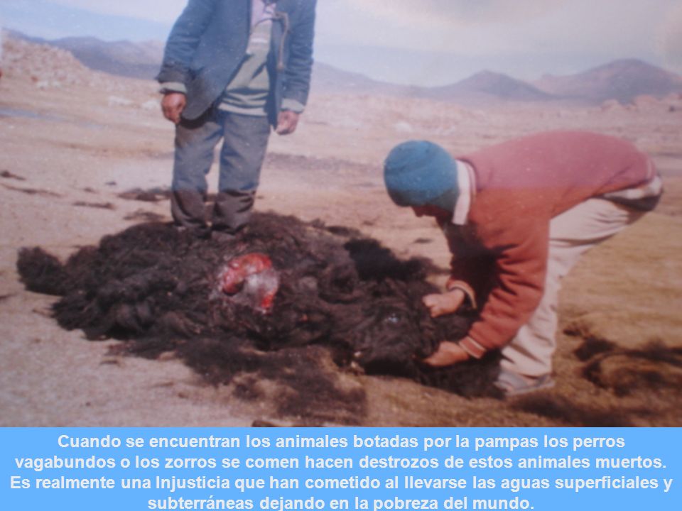 Cuando se encuentran los animales botadas por la pampas los perros vagabundos o los zorros se comen hacen destrozos de estos animales muertos.