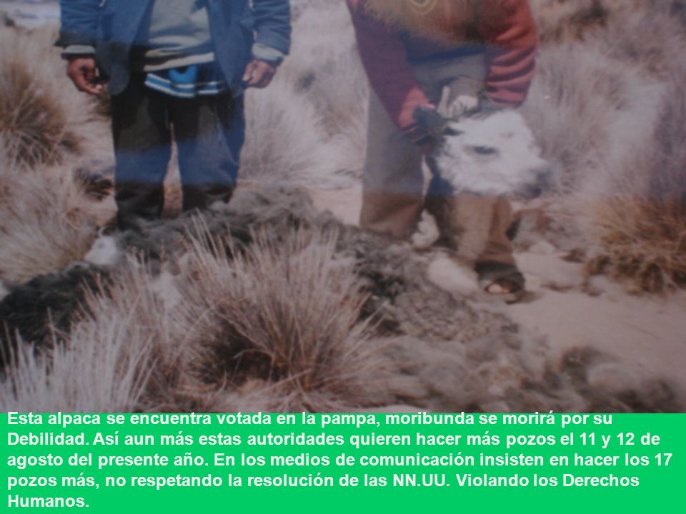 Esta alpaca se encuentra votada en la pampa, moribunda se morirá por su