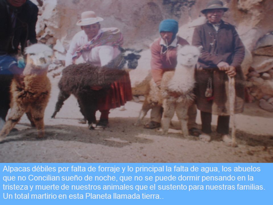 Alpacas débiles por falta de forraje y lo principal la falta de agua, los abuelos que no Concilian sueño de noche, que no se puede dormir pensando en la tristeza y muerte de nuestros animales que el sustento para nuestras familias.