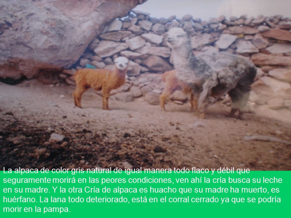 La alpaca de color gris natural de igual manera todo flaco y débil que seguramente morirá en las peores condiciones, ven ahí la cría busca su leche en su madre.