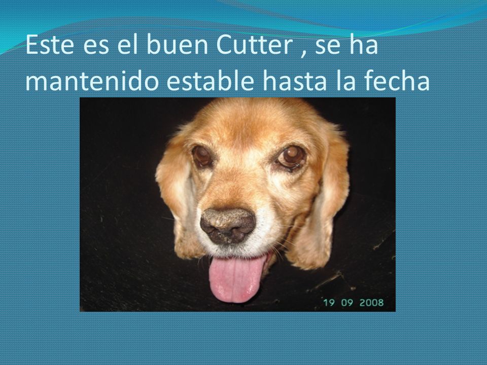 Este es el buen Cutter , se ha mantenido estable hasta la fecha
