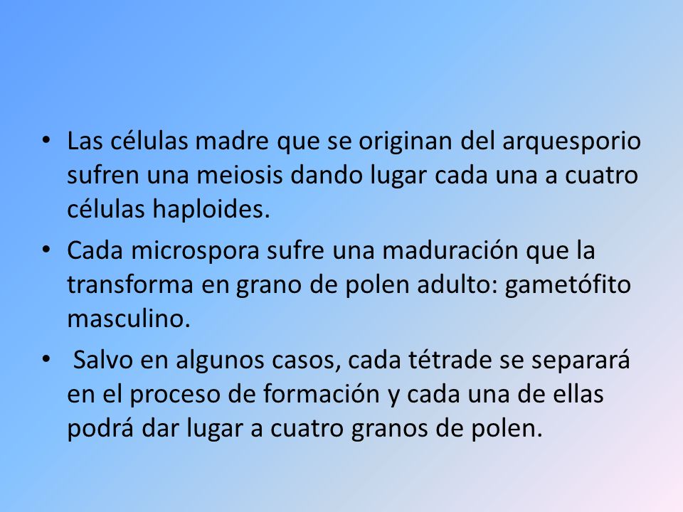 Las células madre que se originan del arquesporio sufren una meiosis dando lugar cada una a cuatro células haploides.