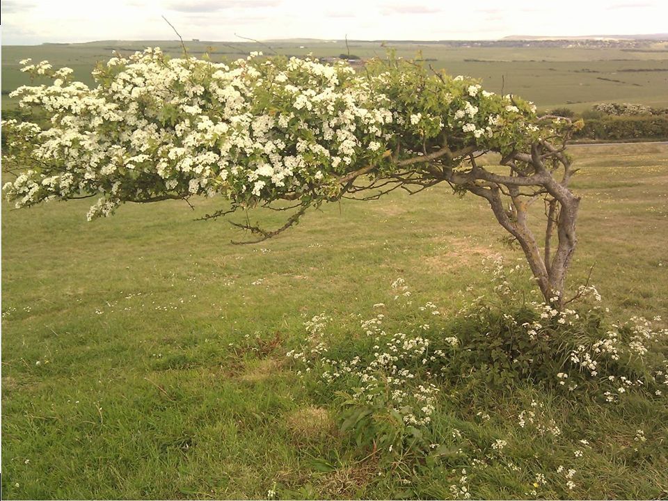 El viento que hace siempre en la zona han cambiado la forma de este árbol.