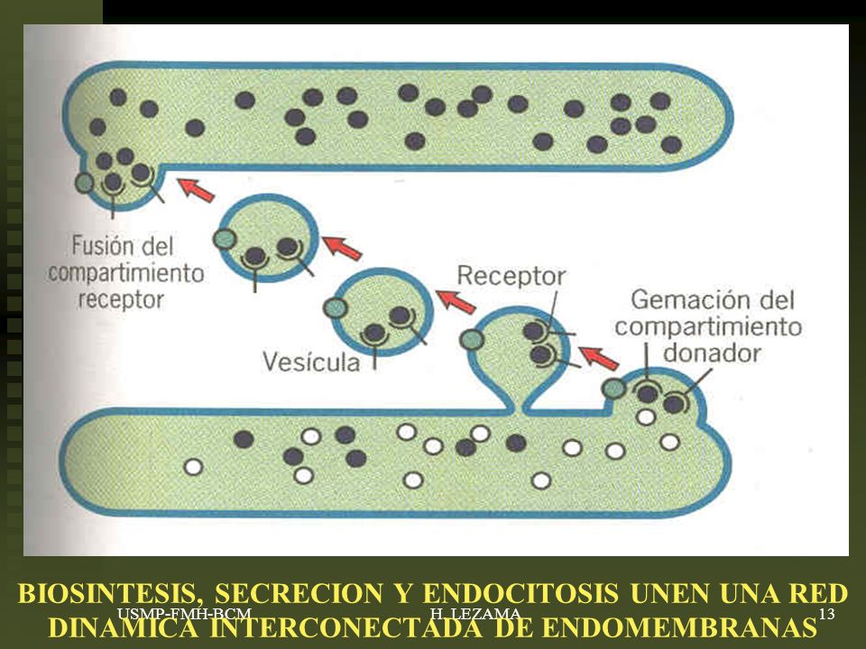 BIOSINTESIS, SECRECION Y ENDOCITOSIS UNEN UNA RED DINAMICA INTERCONECTADA DE ENDOMEMBRANAS