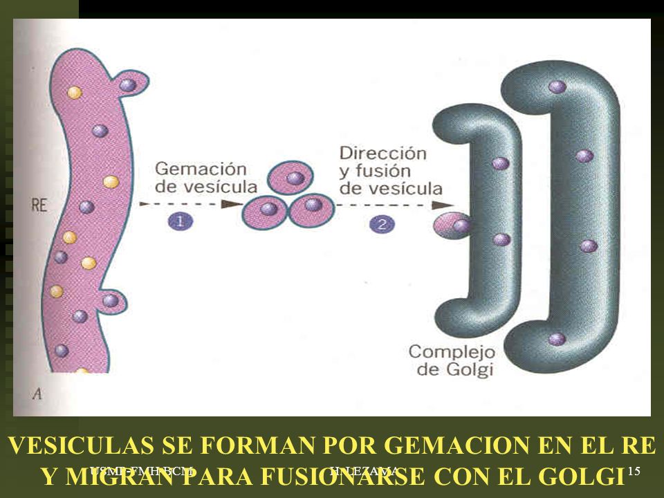 VESICULAS SE FORMAN POR GEMACION EN EL RE Y MIGRAN PARA FUSIONARSE CON EL GOLGI