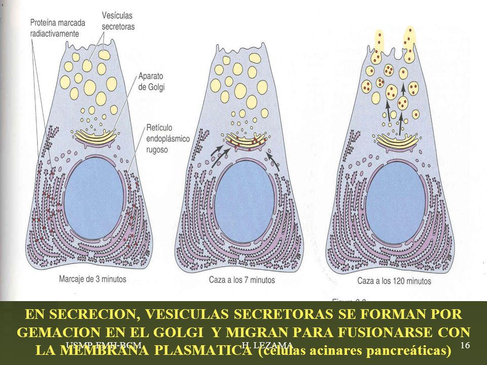 EN SECRECION, VESICULAS SECRETORAS SE FORMAN POR GEMACION EN EL GOLGI Y MIGRAN PARA FUSIONARSE CON LA MEMBRANA PLASMATICA (células acinares pancreáticas)
