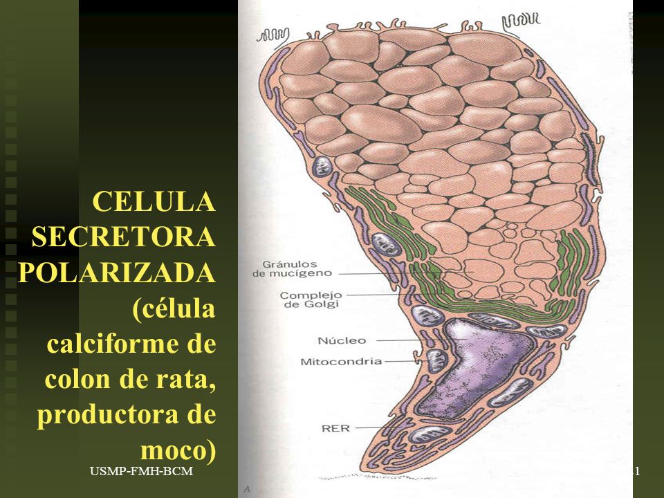 CELULA SECRETORA POLARIZADA (célula calciforme de colon de rata, productora de moco)