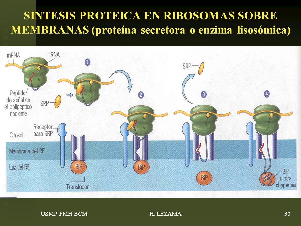 SINTESIS PROTEICA EN RIBOSOMAS SOBRE MEMBRANAS (proteína secretora o enzima lisosómica)