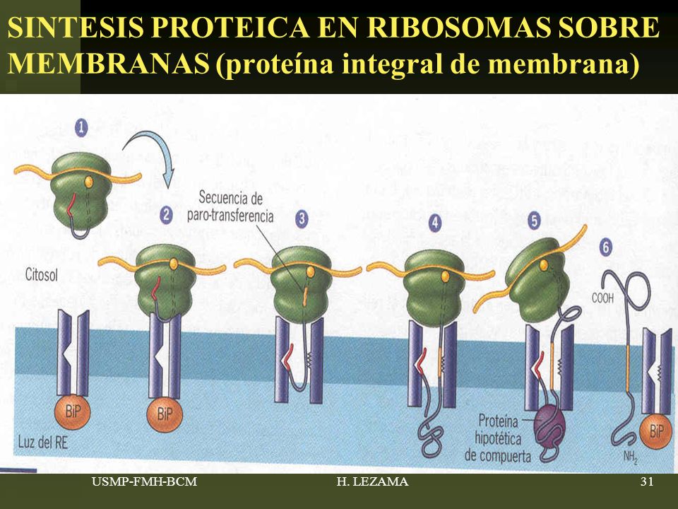 SINTESIS PROTEICA EN RIBOSOMAS SOBRE MEMBRANAS (proteína integral de membrana)