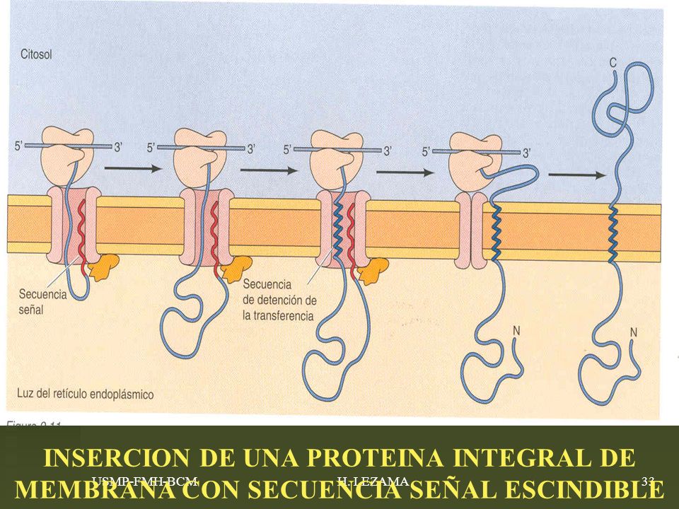 INSERCION DE UNA PROTEINA INTEGRAL DE MEMBRANA CON SECUENCIA SEÑAL ESCINDIBLE