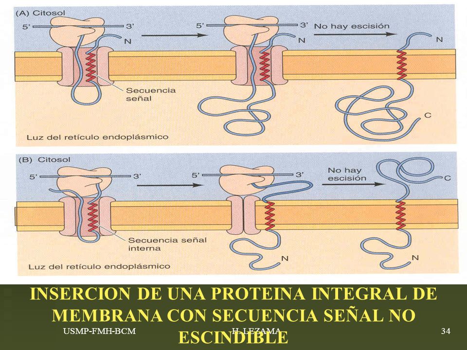 INSERCION DE UNA PROTEINA INTEGRAL DE MEMBRANA CON SECUENCIA SEÑAL NO ESCINDIBLE