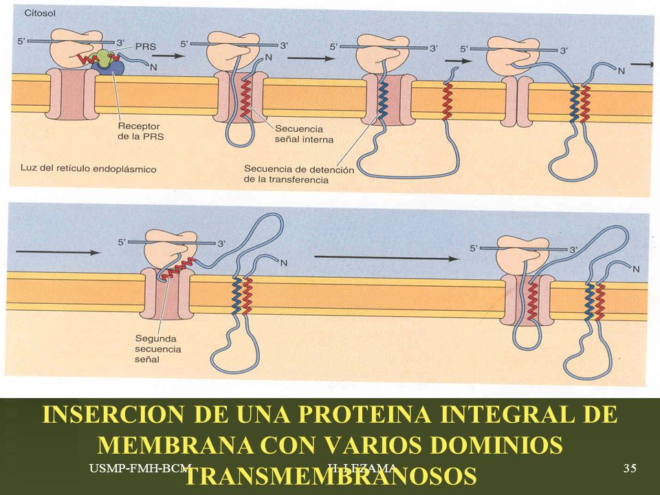 INSERCION DE UNA PROTEINA INTEGRAL DE MEMBRANA CON VARIOS DOMINIOS TRANSMEMBRANOSOS