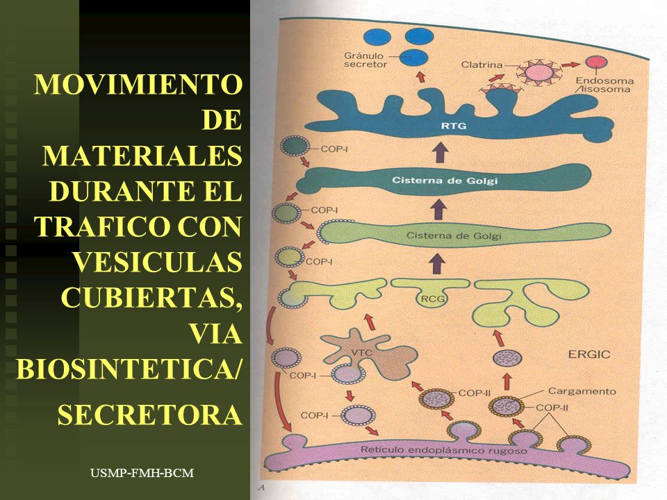 MOVIMIENTO DE MATERIALES DURANTE EL TRAFICO CON VESICULAS CUBIERTAS, VIA BIOSINTETICA/SECRETORA