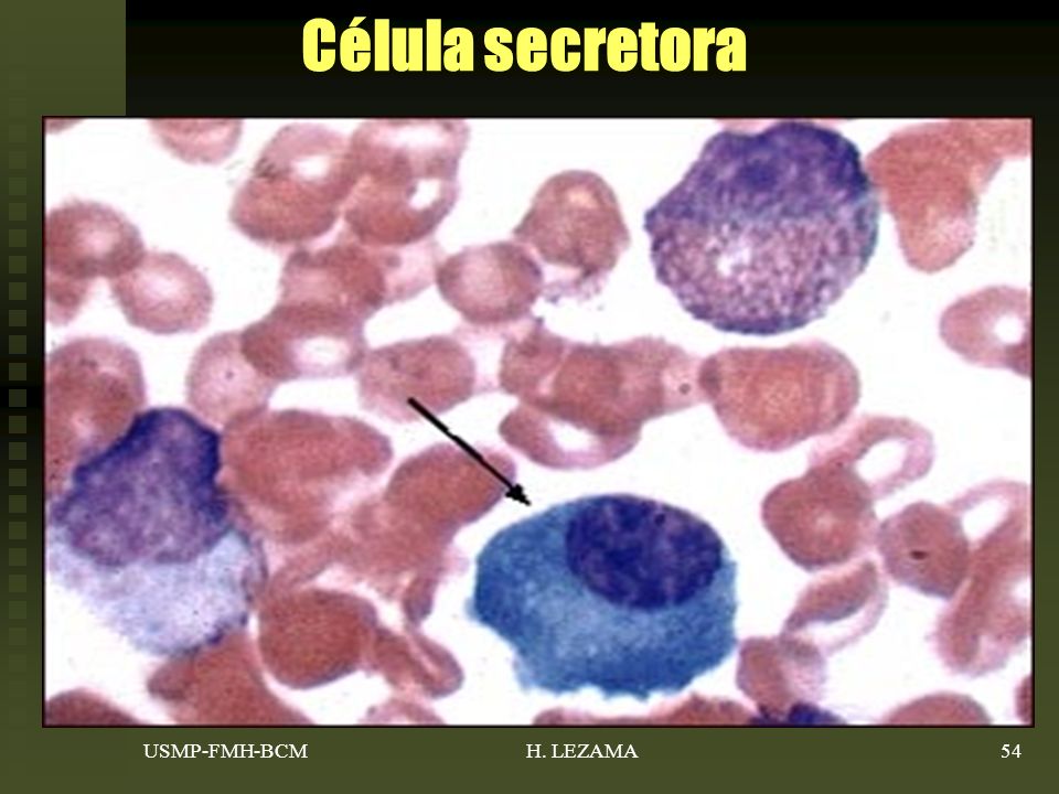 Célula secretora Muchas células están destinadas a ser secretoras de sustancias importantes para le organismo.(+) RER.
