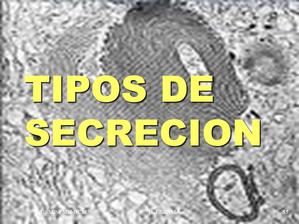 TIPOS DE SECRECION USMP-FMH-BCM H. LEZAMA