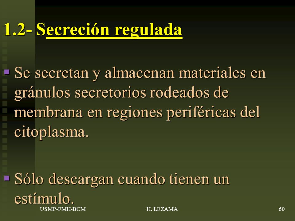 1.2- Secreción regulada Se secretan y almacenan materiales en gránulos secretorios rodeados de membrana en regiones periféricas del citoplasma.