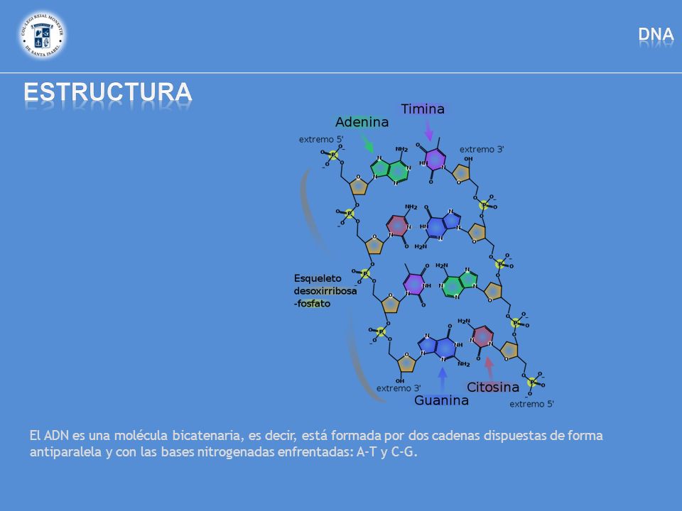 dna estructura.