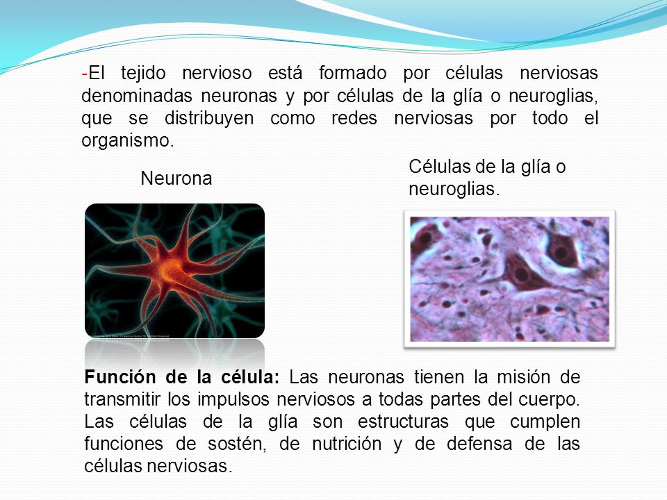 -El tejido nervioso está formado por células nerviosas denominadas neuronas y por células de la glía o neuroglias, que se distribuyen como redes nerviosas por todo el organismo.