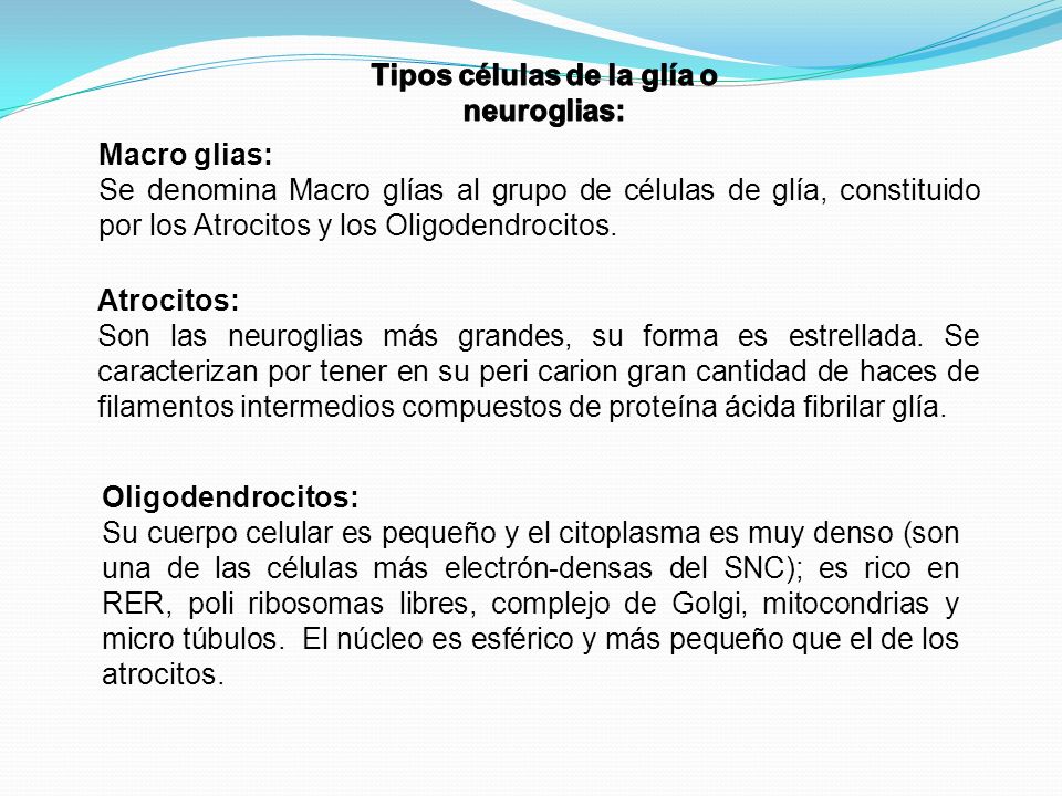 Tipos células de la glía o neuroglias: